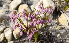 Erica innovans