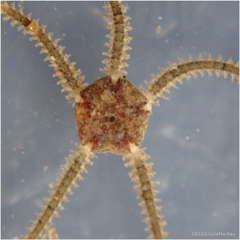 Amphipholis squamata