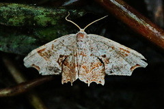 Calledapteryx dryopterata