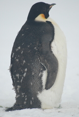 Aptenodytes forsteri