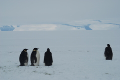 Aptenodytes forsteri