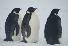 Aptenodytes forsteri