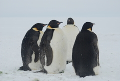 Aptenodytes forsteri