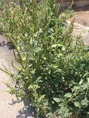 Amaranthus dubius