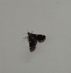 Piletocera aegimiusalis
