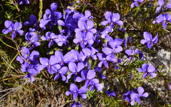 Viola decumbens