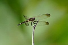 Micrathyria laevigata
