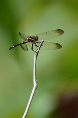 Micrathyria laevigata