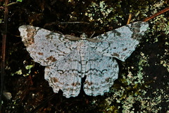 Epimecis diffundaria