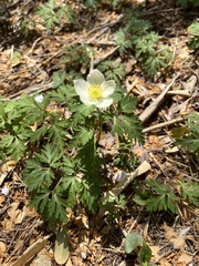 Anemonoides nikoensis