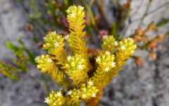 Thesium capitatum
