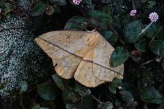 Lonomia concordia