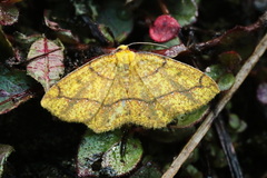 Periclina apricaria