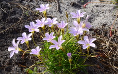 Oxalis polyphylla