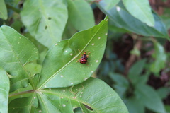 Agomadaranus pardaloides