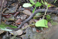 Cubophis caymanus