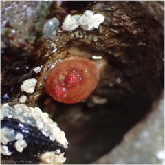 Metandrocarpa taylori