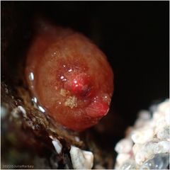 Metandrocarpa taylori