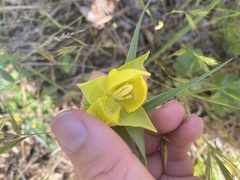 Calochortus pulchellus