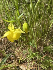 Calochortus pulchellus