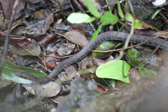 Cubophis caymanus