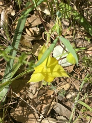 Calochortus pulchellus