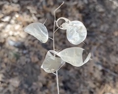 Lunaria