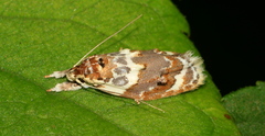 Piloprepes gelidella