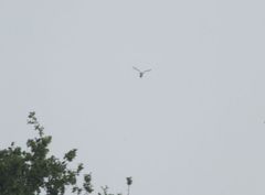 Accipiter nisus
