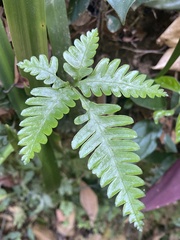 Pteris grevilleana