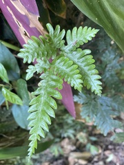Pteris grevilleana
