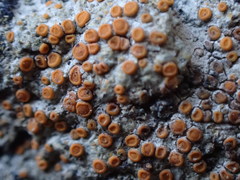 Polycauliona luteominia luteominia