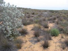 Leucospermum rodolentum