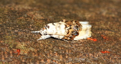 Piloprepes antidoxa