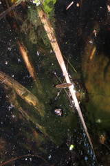 Gerris gracilicornis