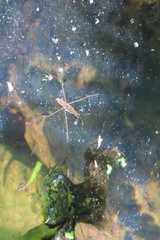 Gerris gracilicornis