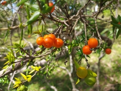 Alyxia ruscifolia
