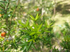 Alyxia ruscifolia