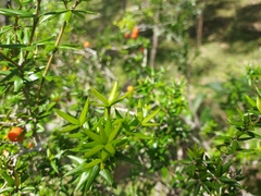Alyxia ruscifolia