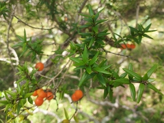 Alyxia ruscifolia