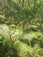 Alyxia ruscifolia