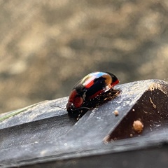 Paropsisterna erudita