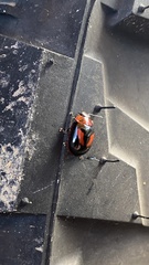 Paropsisterna erudita