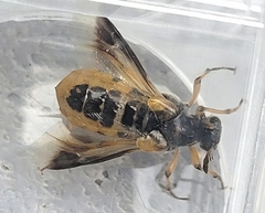 Ripiphorus rex