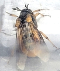 Ripiphorus rex