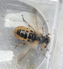 Ripiphorus rex