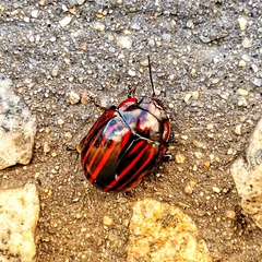 Paropsisterna semivittata