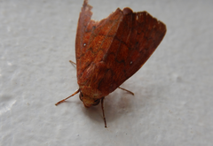 Rusicada combinans