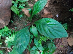 Angiospermae