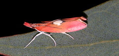 Canuza